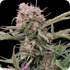 Auto Gigabud G13 Labs Cannabis Seeds Jpg